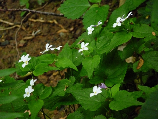 {Viola canadensis}